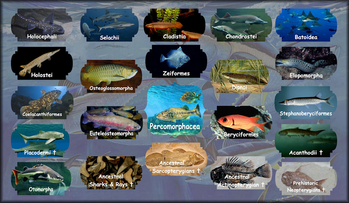 Jawed fish including Neopterygii, Batoidea, Selachii, Holocephali, Chondrostei, Cladistia, Actinopterygian, Aquatic Sarcopterygians, Placodermi, Acanthodii, Prehistoric Elasmobranchs, and  Ancestral Chondrichthyans.